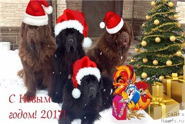 Фото: ньюфаундленд Charli The Best Helfi Pel (Чарли Де Бест Хелфи Пэл), ньюфаундленд Mercedes Vialiki Miadzvedz (Мерседес Вялiкi Мядзведзь), ньюфаундленд Brownblood MSK Harricane Higgins (Браунблад МСК Харрикейн Хиггенс), ньюфаундленд Charmer Denkam Bronze (Чармер Денкам Бронз)