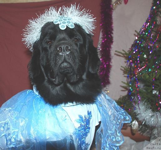 Фото: ньюфаундленд Tselogo Mira Malo iz Arkaima (Целого Мира Мало из Аркаима)