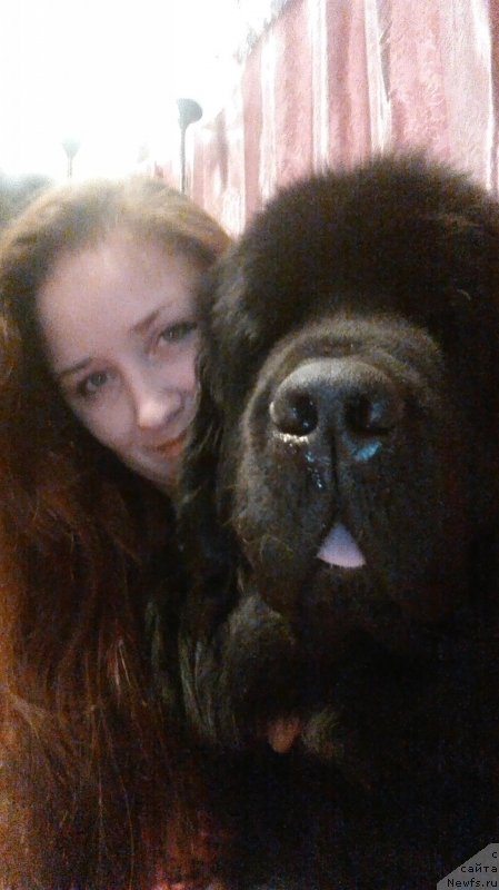 Фото: ньюфаундленд Chernyj Chank s Berega Dona (Черный Чанк с Берега Дона)