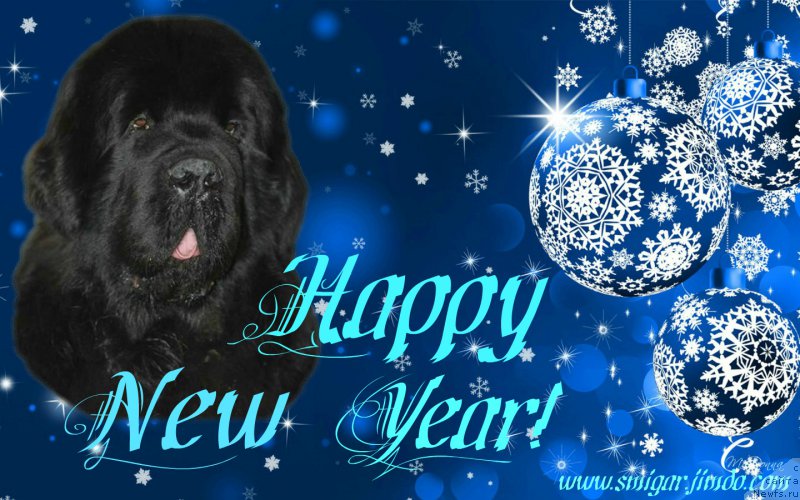 Фото: ньюфаундленд Aquatoriya Kelvin Flash Royal (Акватория Келвин Флэш Ройал)