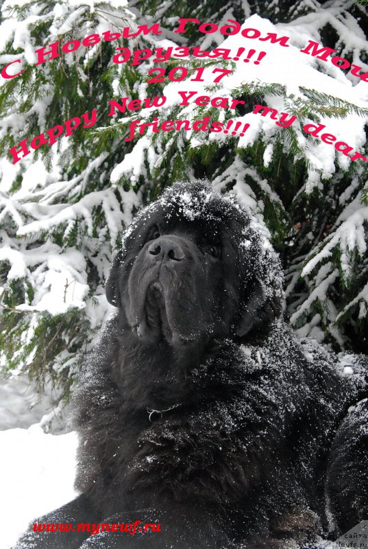 Фотография № 218702