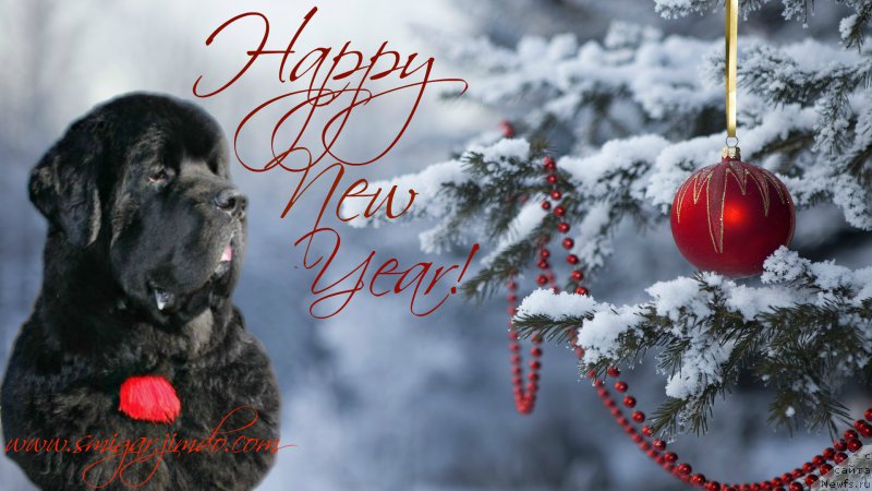 Фотография № 218703