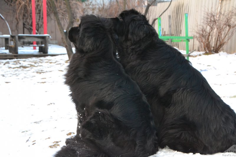 Фото: ньюфаундленд Talisman Morya Mishel' (Талисман Моря Мишель), ньюфаундленд I'm Little Princess Midnight Bear