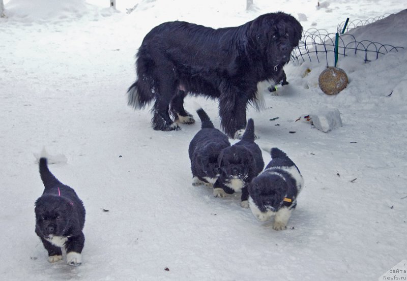 Фото: ньюфаундленд Super Bizon Tatonka (Супер Бизон Татонка), ньюфаундленд Super Bizon Tadj-Mahal (Супер Бизон Тадж-Махал), ньюфаундленд Super Bizon Tagor (Супер Бизон Тагор), ньюфаундленд Super Bizon Teya (Супер Бизон Тея)