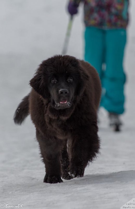 Фотография № 218726