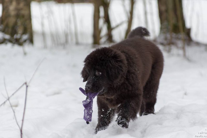 Фотография № 218729