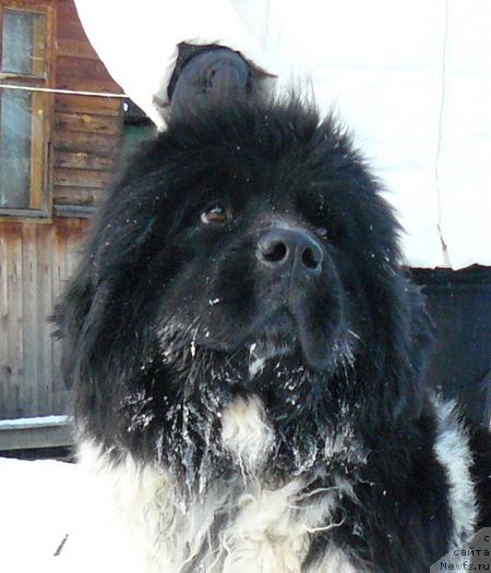 Фото: ньюфаундленд Voshodyashaya Zvezda (Восходящая Звезда)
