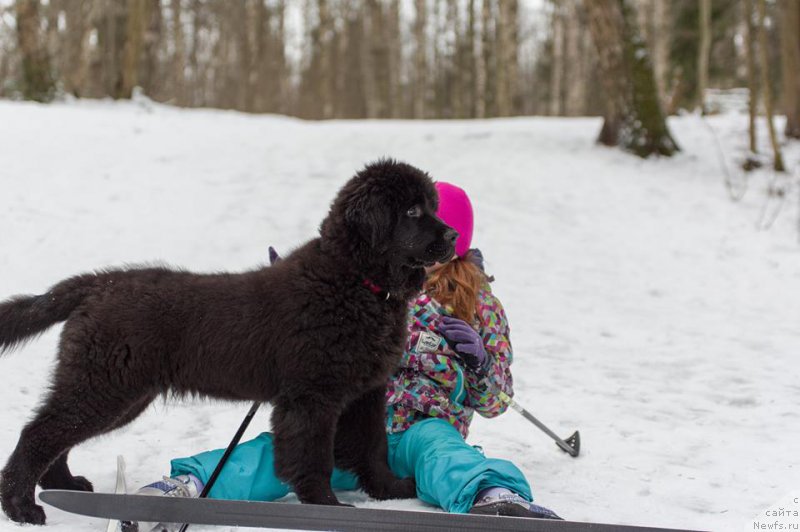 Фотография № 218730