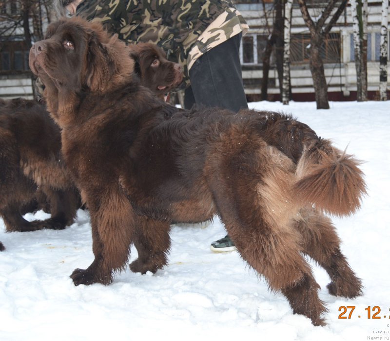 Фото: ньюфаундленд Hakku Shokoladnyy Medved (Хакку Шоколадный Медведь)