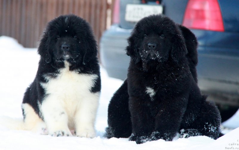 Фото: ньюфаундленд Akvian Song Tornado (Аквиан Сонг Торнадо), ньюфаундленд Akvian Song Tayfun (Аквиан Сонг Тайфун)