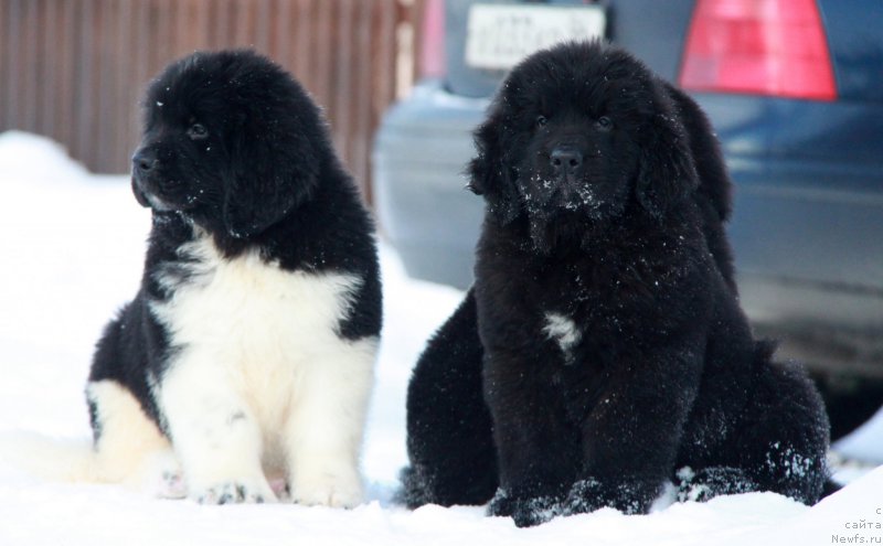 Фото: ньюфаундленд Akvian Song Tornado (Аквиан Сонг Торнадо), ньюфаундленд Akvian Song Tayfun (Аквиан Сонг Тайфун)