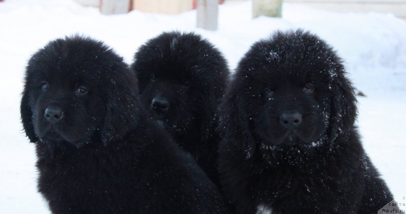 Фото: ньюфаундленд Akvian Song Tequila Gold (Аквиан Сонг Текила Голд), ньюфаундленд Akvian Song Tornado (Аквиан Сонг Торнадо), ньюфаундленд Akvian Song Tayfun (Аквиан Сонг Тайфун)