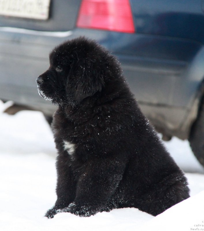 Фото: ньюфаундленд Akvian Song Tornado (Аквиан Сонг Торнадо)