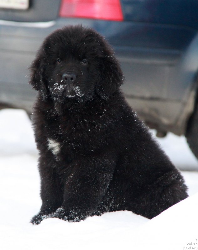 Фото: ньюфаундленд Akvian Song Tornado (Аквиан Сонг Торнадо)