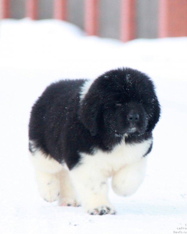 Фото: ньюфаундленд Akvian Song Tayfun (Аквиан Сонг Тайфун)