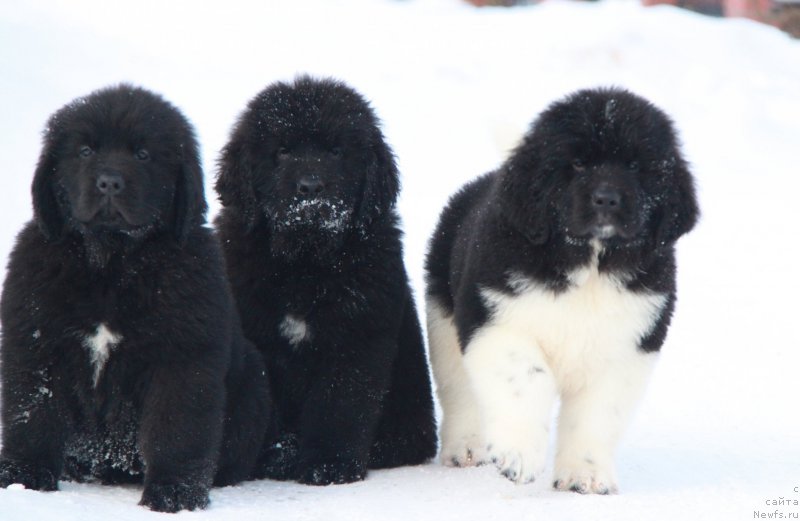 Фото: ньюфаундленд Akvian Song Tequila Gold (Аквиан Сонг Текила Голд), ньюфаундленд Akvian Song Tornado (Аквиан Сонг Торнадо), ньюфаундленд Akvian Song Tayfun (Аквиан Сонг Тайфун)