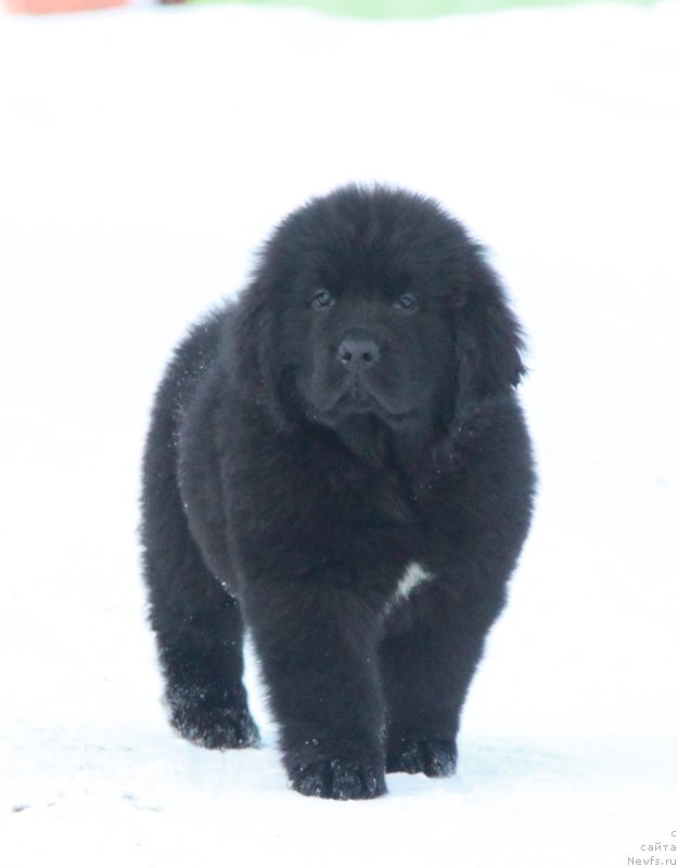 Фото: ньюфаундленд Akvian Song Tequila Gold (Аквиан Сонг Текила Голд)