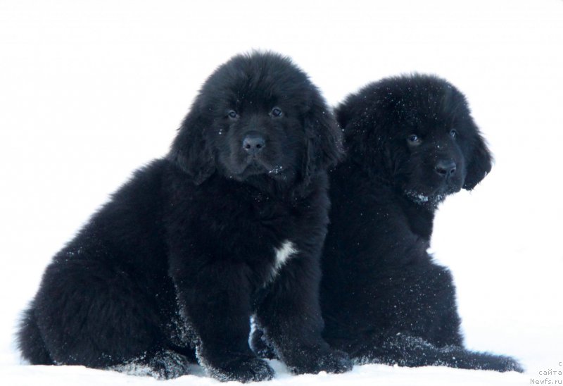 Фото: ньюфаундленд Akvian Song Tequila Gold (Аквиан Сонг Текила Голд), ньюфаундленд Akvian Song Tornado (Аквиан Сонг Торнадо)