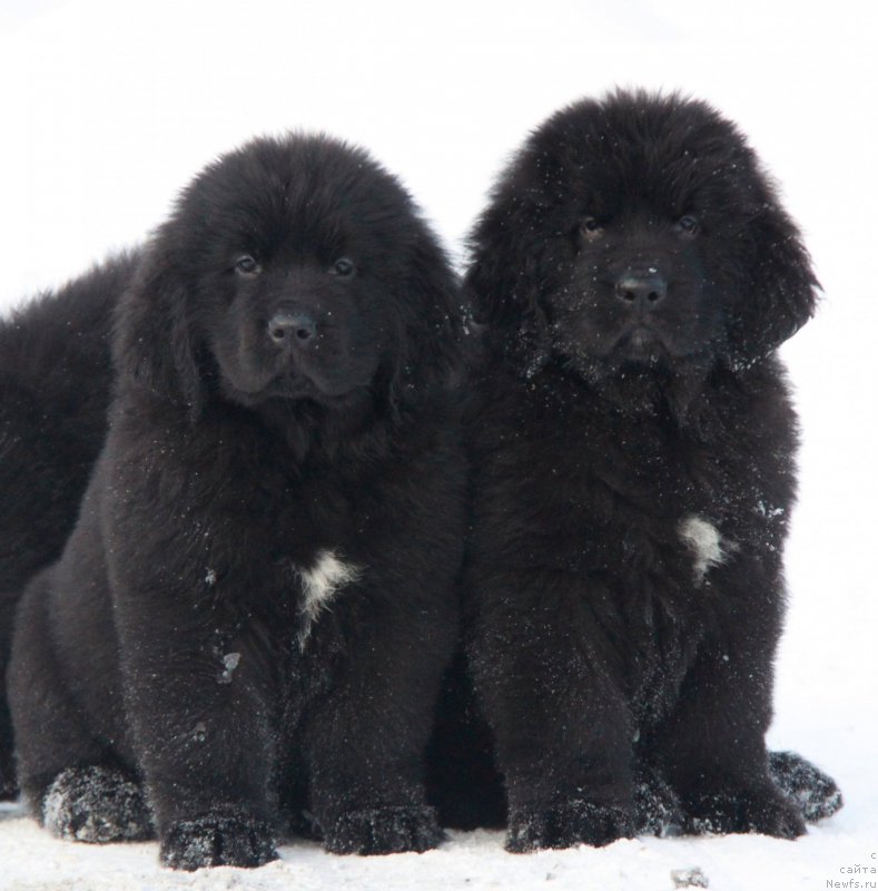 Фото: ньюфаундленд Akvian Song Tequila Gold (Аквиан Сонг Текила Голд), ньюфаундленд Akvian Song Tornado (Аквиан Сонг Торнадо)