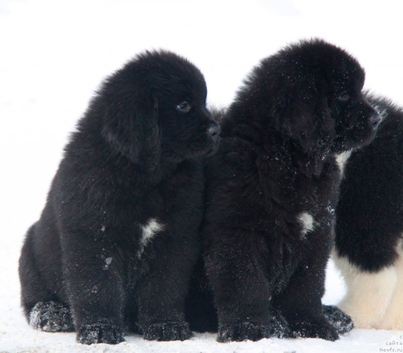 Фото: ньюфаундленд Akvian Song Tequila Gold (Аквиан Сонг Текила Голд), ньюфаундленд Akvian Song Tornado (Аквиан Сонг Торнадо)