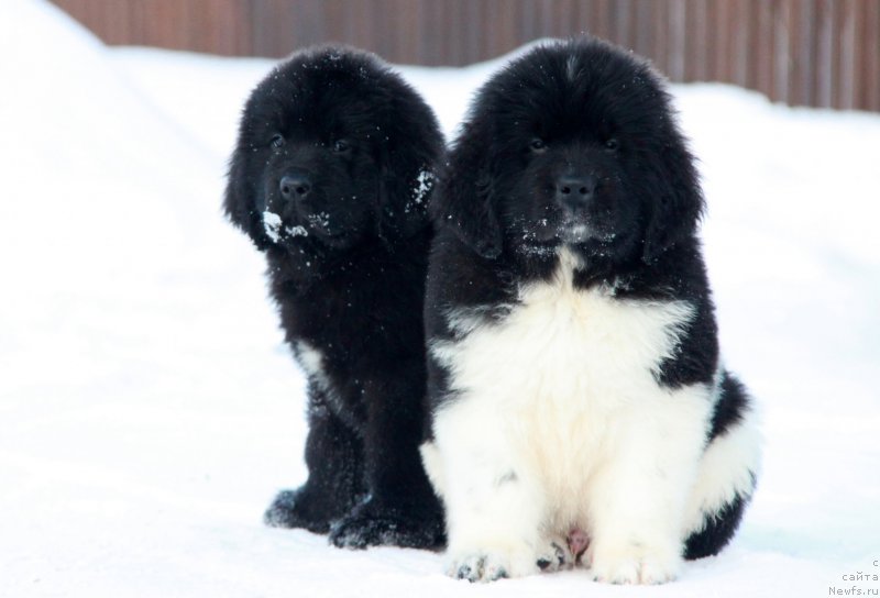 Фото: ньюфаундленд Akvian Song Tequila Gold (Аквиан Сонг Текила Голд), ньюфаундленд Akvian Song Tayfun (Аквиан Сонг Тайфун)