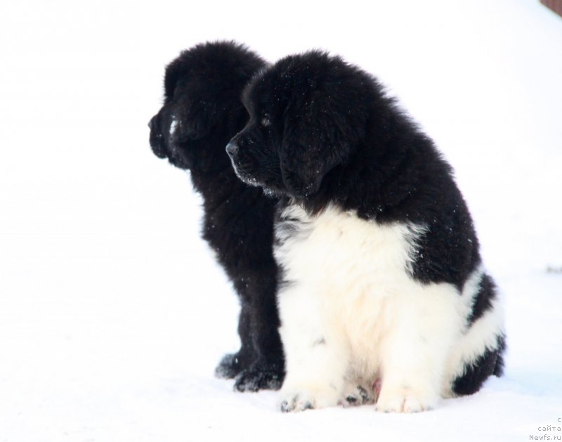Фото: Щенки Аквиан Сонг 
Келли и Фунтик