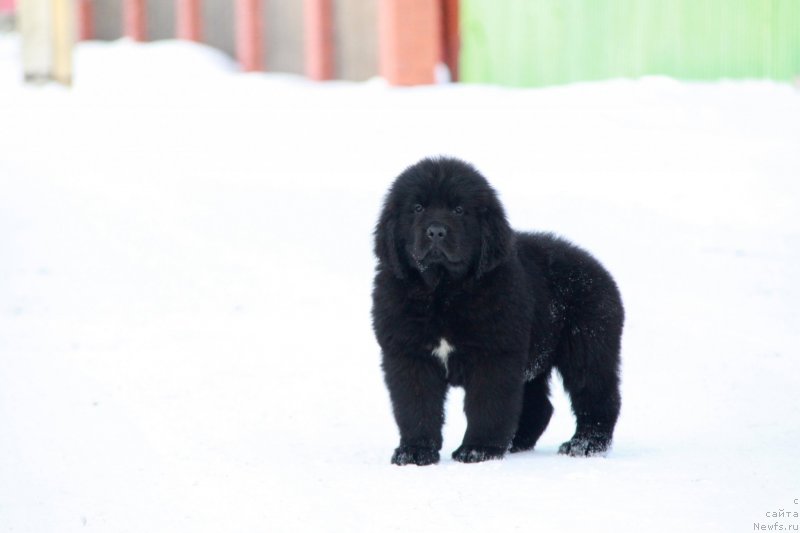 Фото: ньюфаундленд Akvian Song Tequila Gold (Аквиан Сонг Текила Голд)