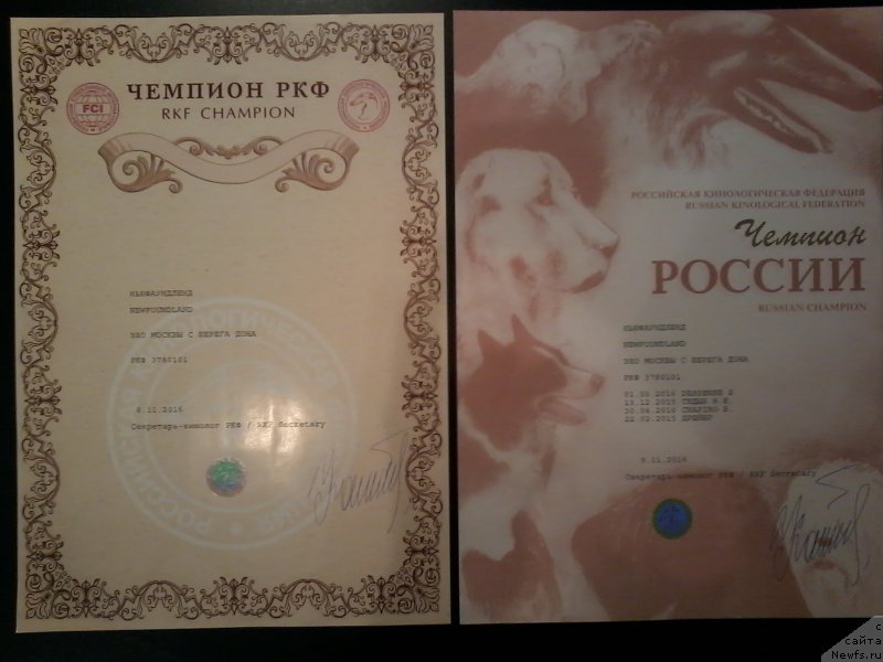 Фото: ньюфаундленд Eho Moskvy s Berega Dona (Эхо Москвы с Берега Дона)