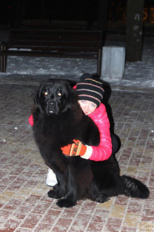 Фото: ньюфаундленд Zimnyaya Vishnya s Berega Dona (Зимняя Вишня с Берега Дона)