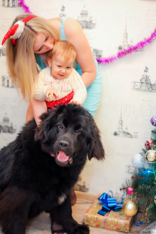 Фото: ньюфаундленд Braunblad MSK Berta Lenora (Браунблад МСК Берта Ленора)