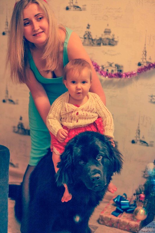 Фото: ньюфаундленд Braunblad MSK Berta Lenora (Браунблад МСК Берта Ленора)