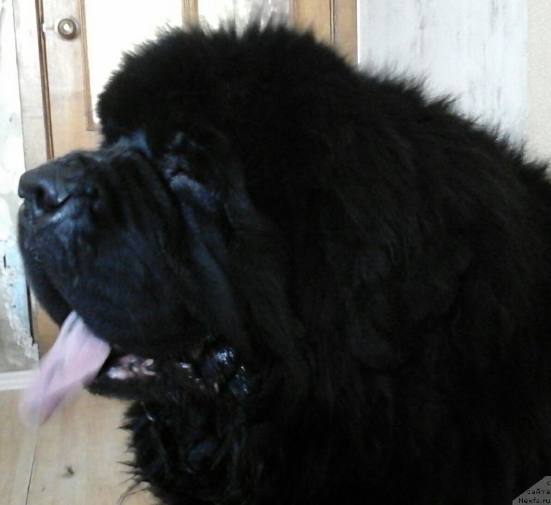 Фотография № 218796