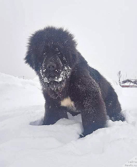 Фотография № 218803