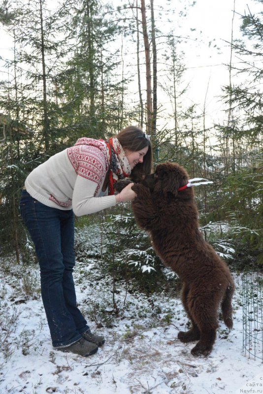 Фото: Ekaterina Babadjanyanc (Екатерина Бабаджанянц), ньюфаундленд Brownblood MSK Abrams-Strong (Браунблад МСК Абрамс-Стронг)