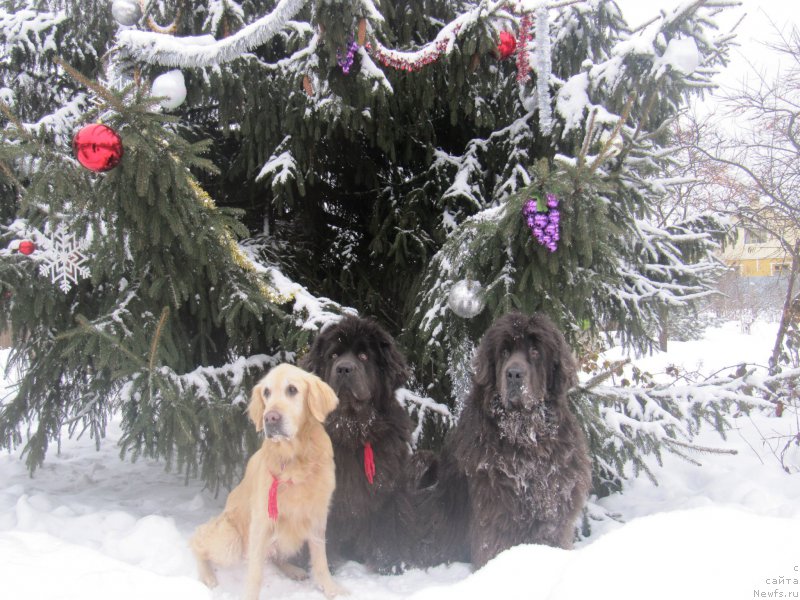 Фотография № 218833