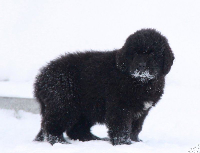 Фото: Щенки Аквиан Сонг.