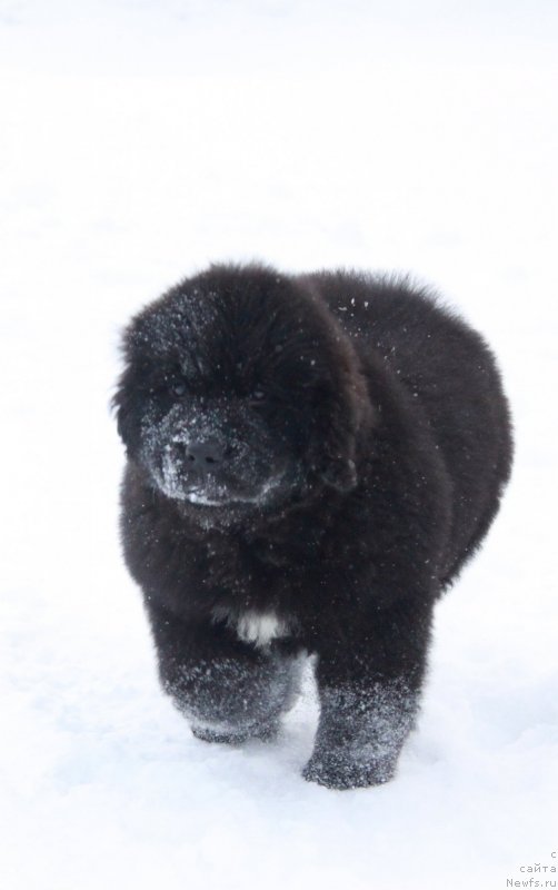 Фото: Щенки Аквиан Сонг.