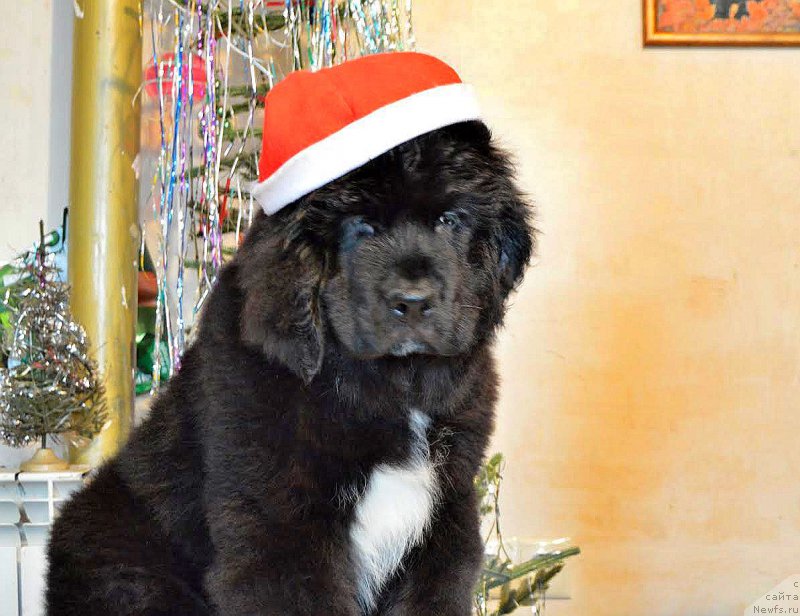 Фотография № 218842