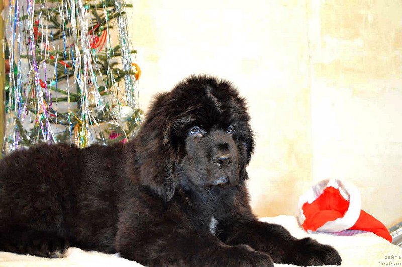 Фотография № 218843