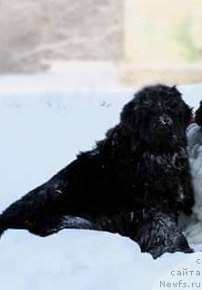 Фото: ньюфаундленд N'yufort Jordjiya (Ньюфорт Жорджия)