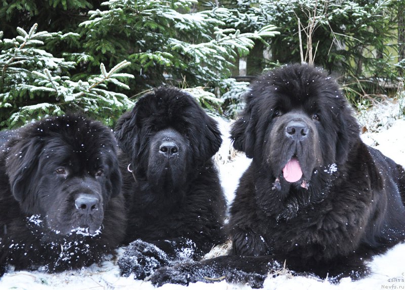 Фотография № 218848