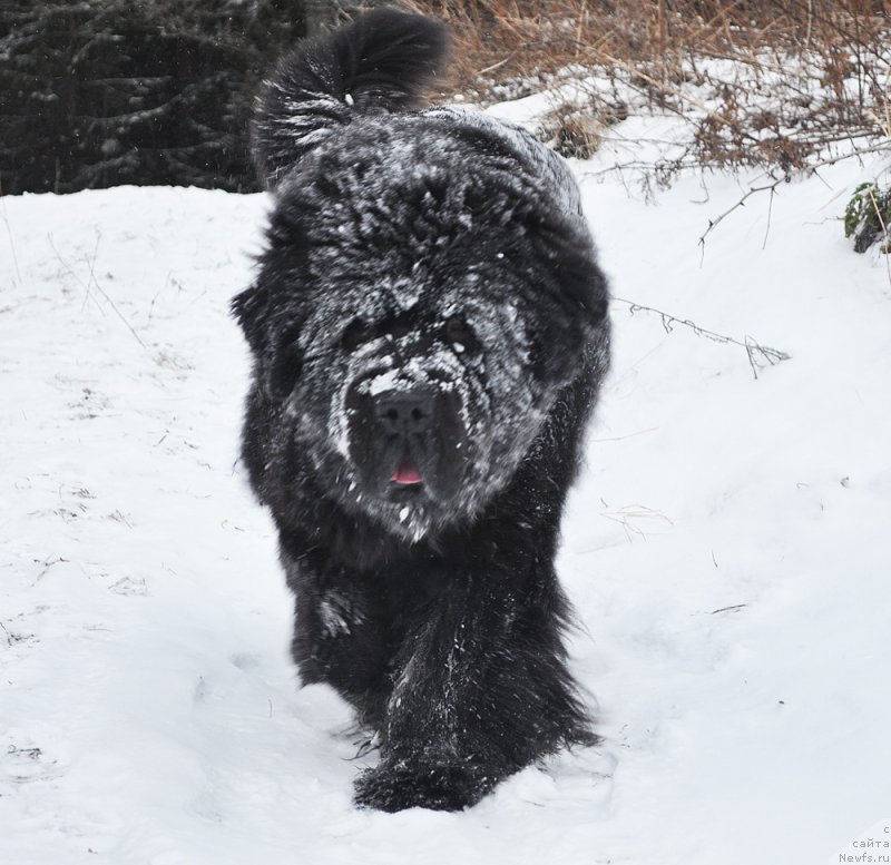 Фото: ньюфаундленд Beguschaya po Volnam Dancing Queen (Бегущая по Волнам Дансинг Квин)
