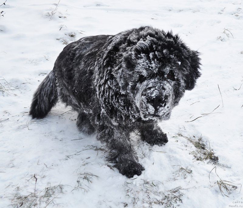 Фото: ньюфаундленд Beguschaya po Volnam Dancing Queen (Бегущая по Волнам Дансинг Квин)