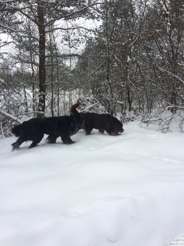 Фото: ньюфаундленд Chernaya Mafia Short and Sweet (Черная Мафия Шорт анд Свеет), ньюфаундленд Nikol Gold Star (Николь Голд Стар)