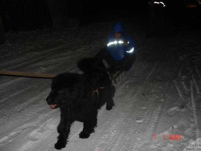 Фото: ньюфаундленд Smigar Osennyaya Skazka (Смигар Осенняя Сказка), Саша Коротков