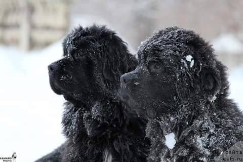 Фотография № 218861