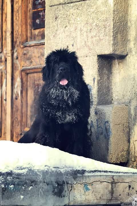 Фото: ньюфаундленд N'yufort Jordjiya (Ньюфорт Жорджия)