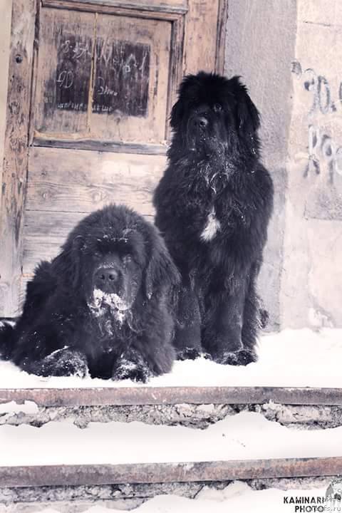 Фото: ньюфаундленд N'yufort Jordjiya (Ньюфорт Жорджия), ньюфаундленд Korolevich Elisey ot Sibirskogo Medvedya (Королевич Елисей от Сибирского Медведя)