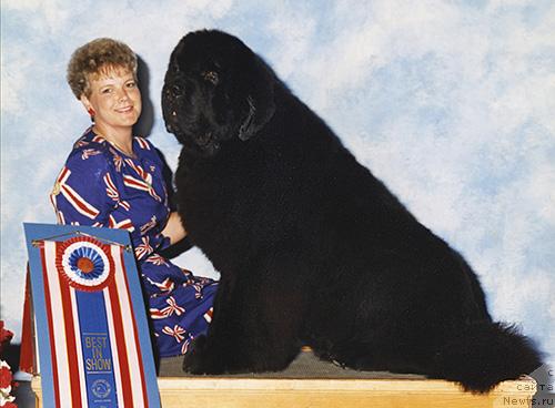 Фото: ньюфаундленд Pouch Cove's Midnite Bay