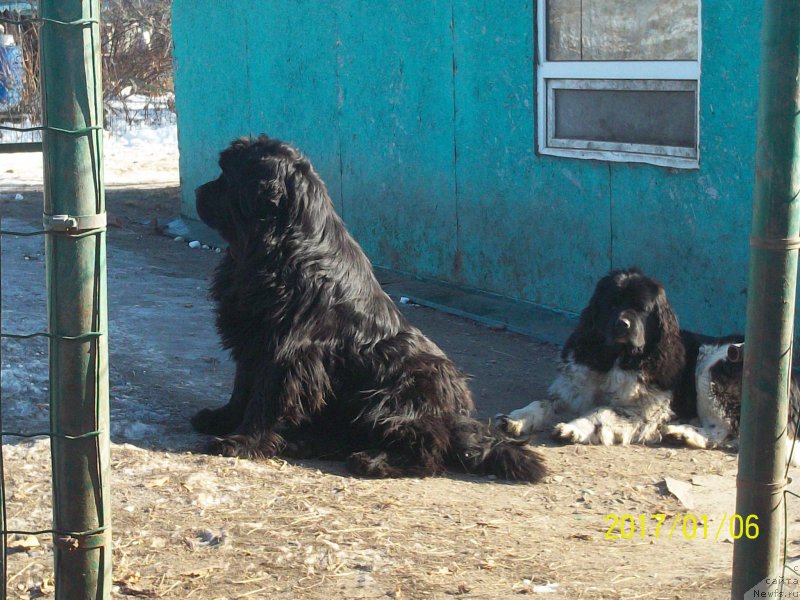 Фото: ньюфаундленд Super Premium Nao Del Trato (Супер Премиум Нао Дел Трато), ньюфаундленд Selin Dion (Селин Дион)